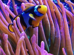 -西雅图水族馆