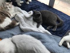 -李小姐の猫咖啡馆(五角场店)