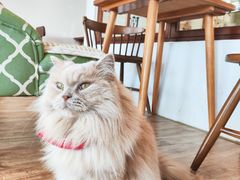 -猫小主咖啡·猫咖cat cafe(福田店)