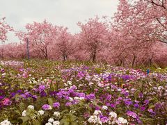 -天适樱花悠乐园