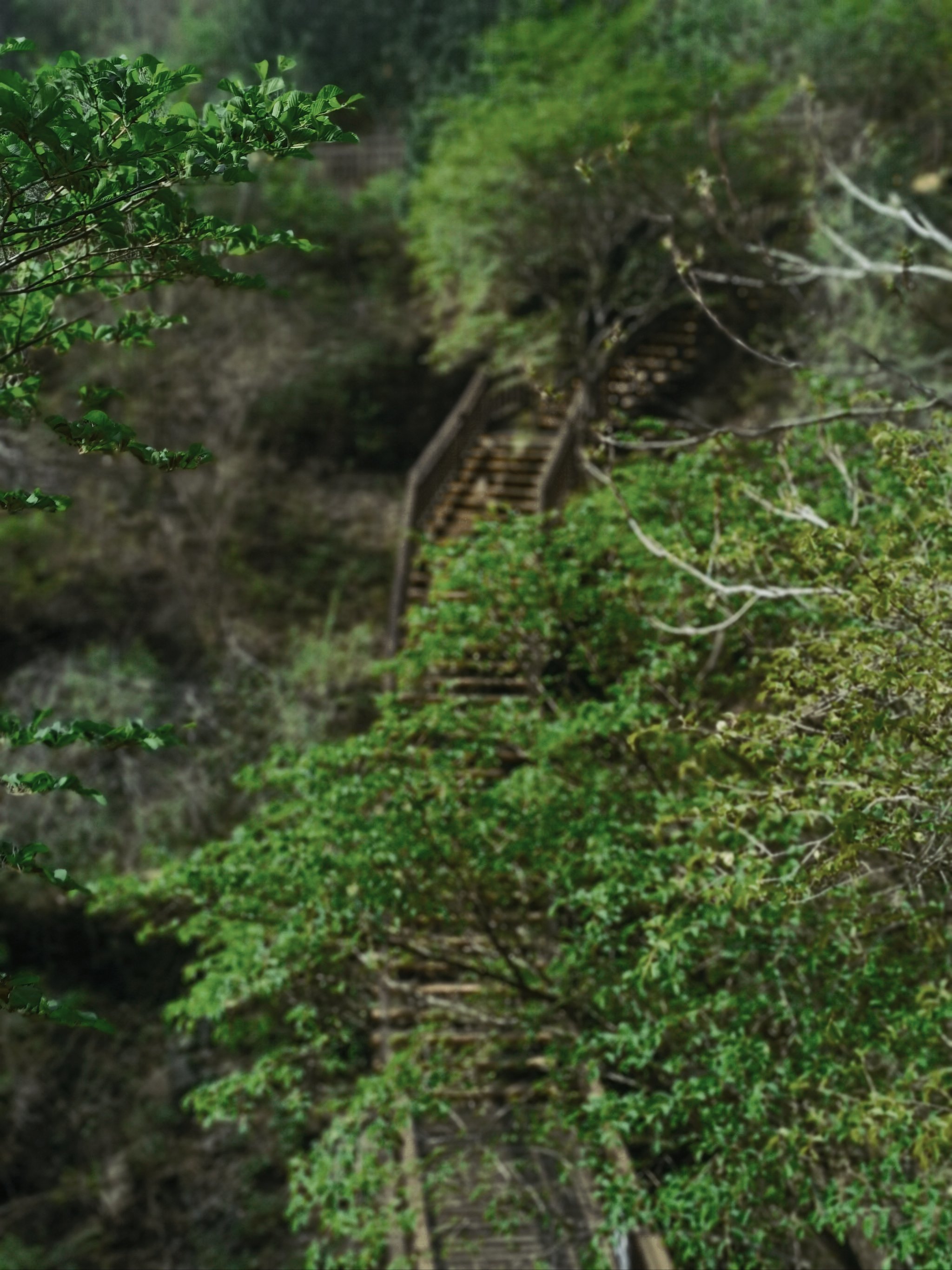 探秘重庆：鹅岭栈道与北仓街区的魅力之旅