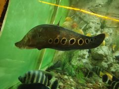 -东方巨龟苑景区