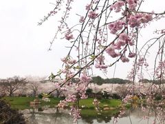 -武汉大学-樱园