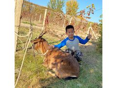 -安德鲁户外烧烤帐篷营地(马泉营店)