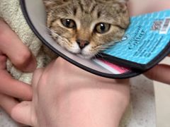 -瑞鹏宠物医院(大运分院)