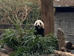 -都江堰中华大熊猫苑