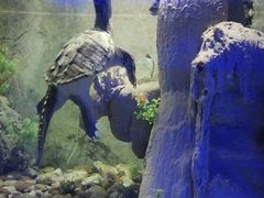 -东方巨龟苑景区