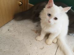 -飞行喵MR PILOT|猫舍·猫咖(静安大融城店)