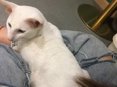 -飞行喵MR PILOT|猫舍·猫咖(静安大融城店)