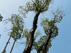 -重庆市江北嘴中央商务区中央公园