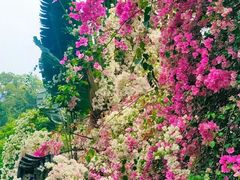 -深圳国际园林花卉博览园