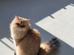 -豆逗聊愈猫阁Easy Life