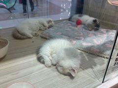 -屋虎猫馆(宝安大仟里店)