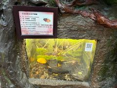 -上海大自然野生昆虫馆(东方明珠·爬宠昆虫探索中心)