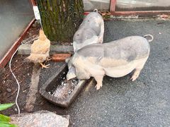-小小饭店·休闲农庄·安吉松树林里的农家菜