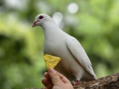 -西园寺