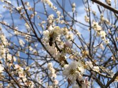 -广州市流溪河国家森林公园