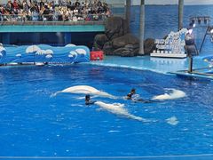 -海合安成都极地海洋公园