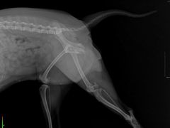 -宠颐生猫科·内科皮肤科(西平世纪城店)