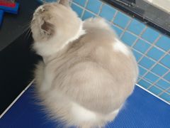 -千城康桥宠物医院·猫科·骨科·心脏
