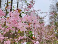 -上海共青森林公园