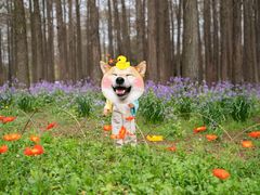 -上海共青森林公园