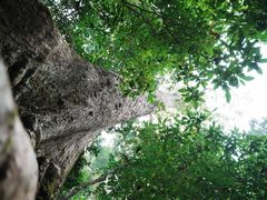 -西双版纳原始森林公园