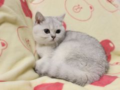 -lincat·猫舍(广州店)
