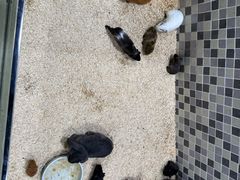-上海大自然野生昆虫馆(东方明珠·爬宠昆虫探索中心)