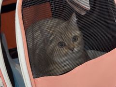 -四月宠物医院·猫专科·心脏专科·内科(转塘店)