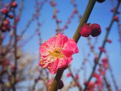 -香雪海