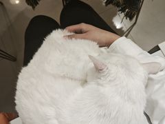 -平行世界·猫咖(首经贸店)