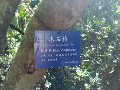-中国科学院西双版纳热带植物园