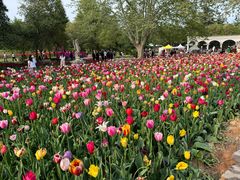 -洛阳郁金香牡丹园