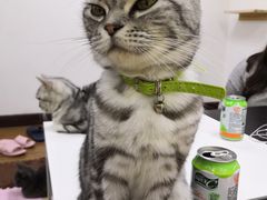 -三花喵·撸猫购宠·宠物生活馆(虹桥南丰城店)