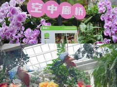-正佳雨林生态植物园