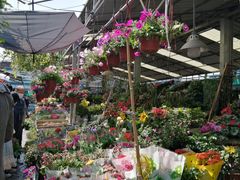 -曲阳花鸟市场(曲阳路店)