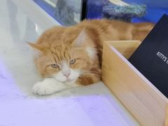 -喵园·猫主题咖啡厅·撸猫·猫咖(国贸店)