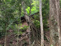 -西双版纳原始森林公园