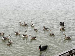 -泗洪洪泽湖湿地景区