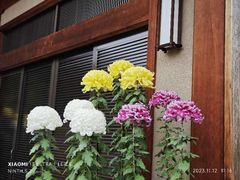 -料亭菊水楼