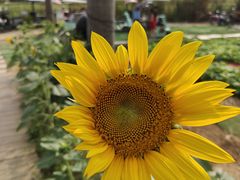 -光明小镇欢乐田园