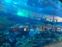 -迪拜水族馆及水下动物园