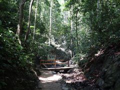 -西双版纳原始森林公园