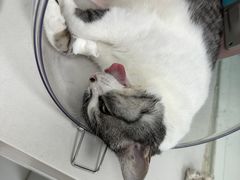-乖乖宠物医院·猫科·急重症中心(车站北路分院)