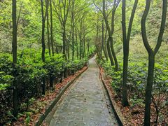 -桃花岭景区
