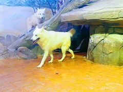 -海合安武汉极地海洋公园