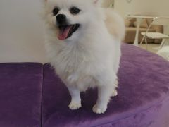 -怪兽屋·羊驼·猫咖·狗咖(俊华广场店)