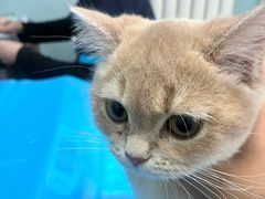 -纳吉亚猫专科动物诊疗中心(蒋宅口分院)