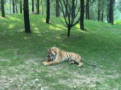 -北京野生动物园